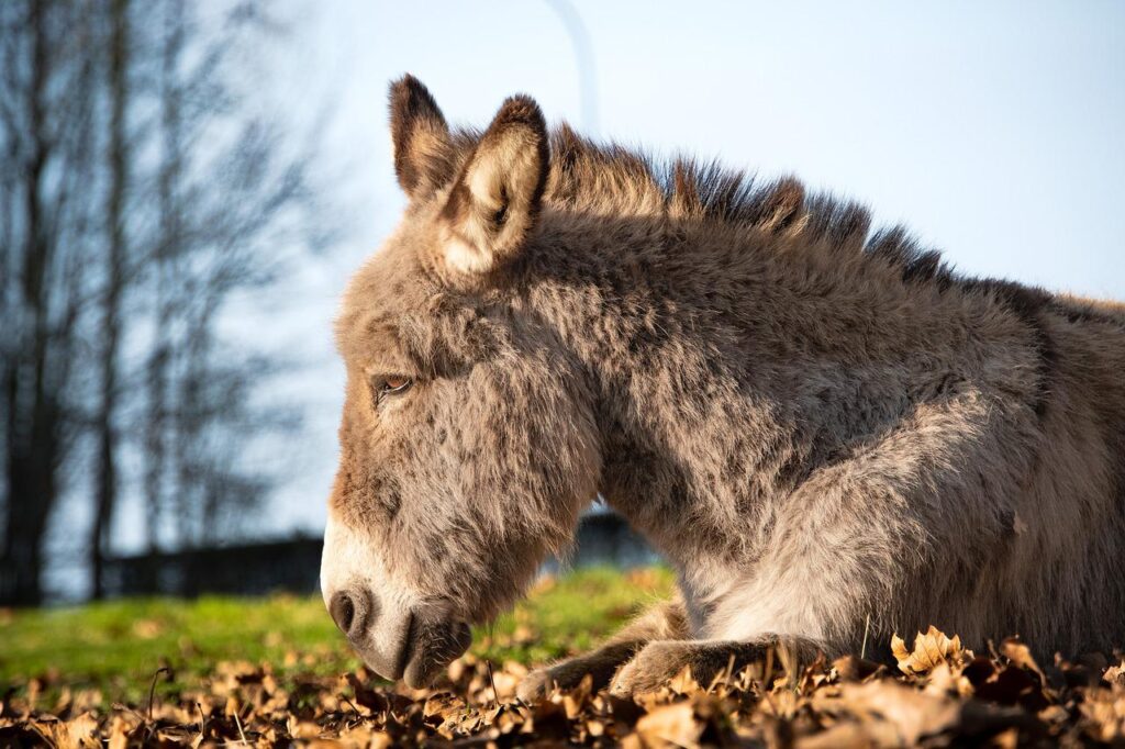 donkey, mule, pack animal-6995710.jpg